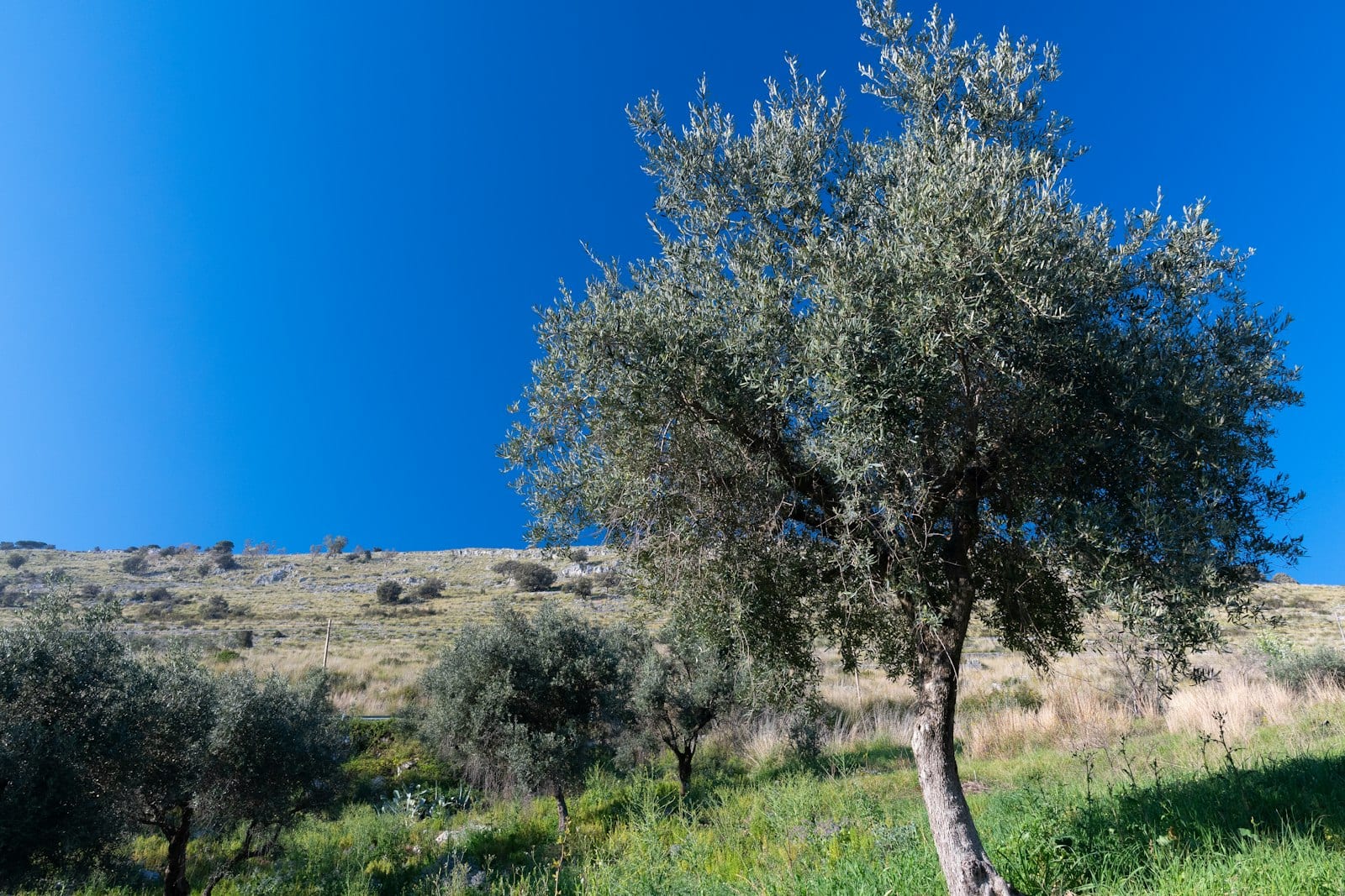 ההפגנה היומית נגד עבודות הרכבת הקלה בבר אילן בירושלים